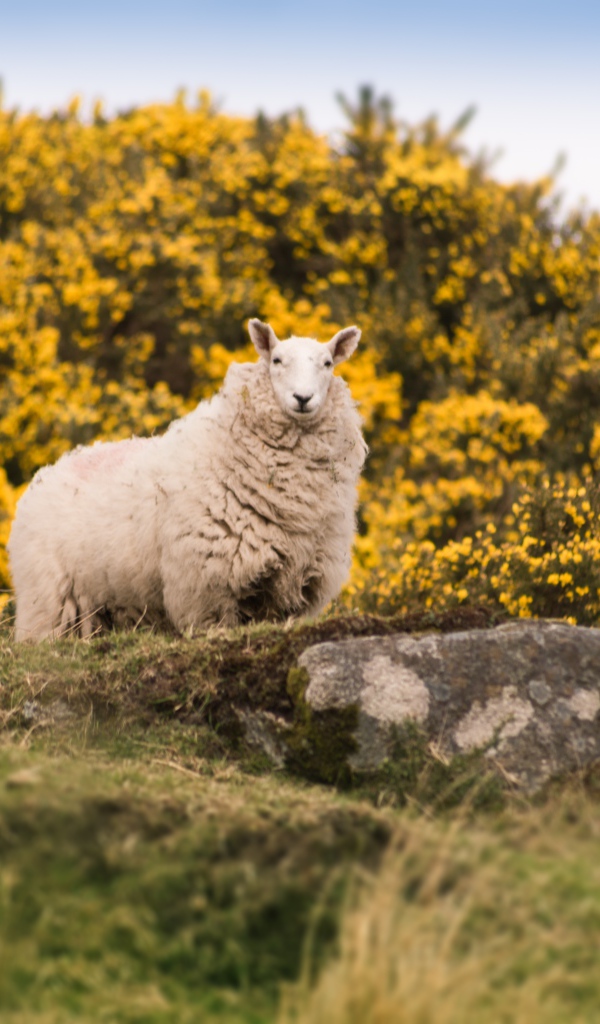 Большая пушистая овца стоит на камне