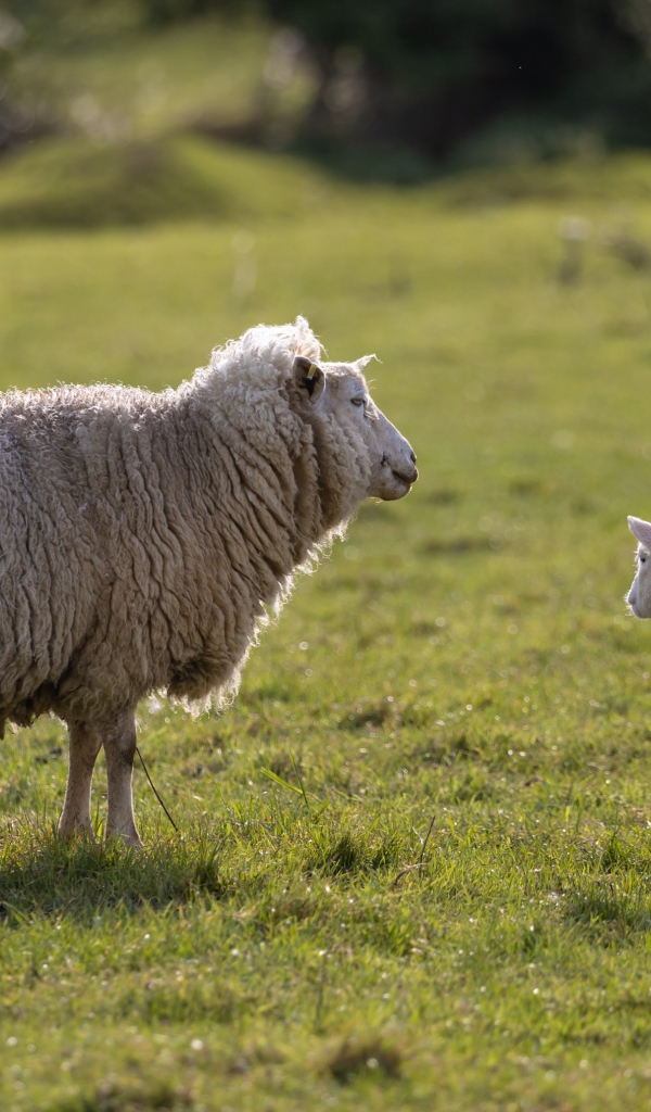 Большая пушистая овца с ягненком на поле 