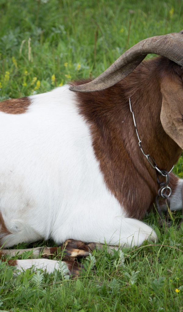 Большой козел лежит на зеленой траве