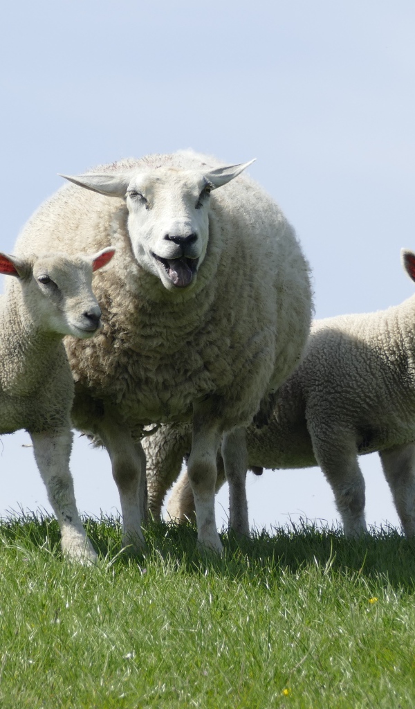 Большая овца с ягнятами по зеленой траве