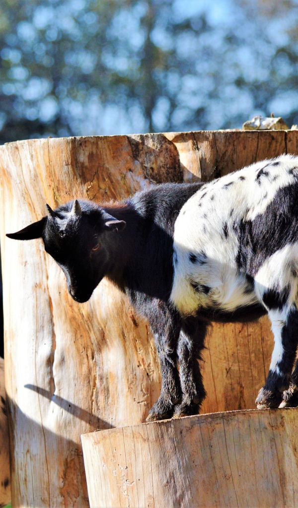 Коза с козленком у старого дерева