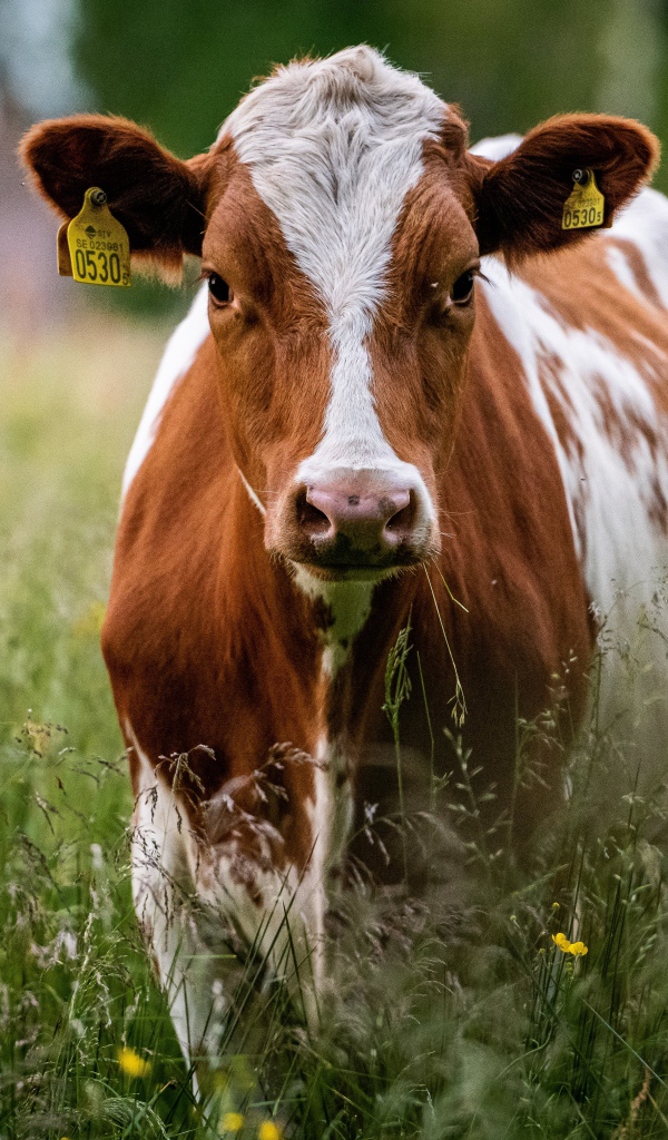 Большая домашняя корова на траве 