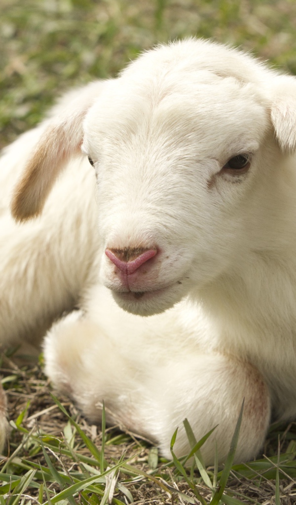 Маленький белый ягненок лежит на траве