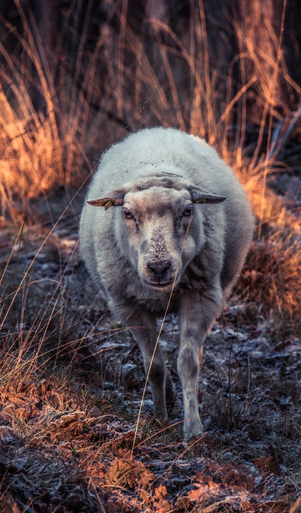 Овца гуляет по покрытой инеем траве 