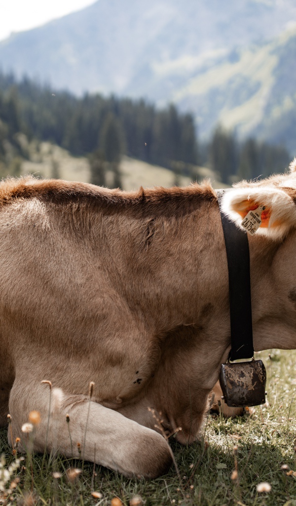 Симментальная корова лет на поляне