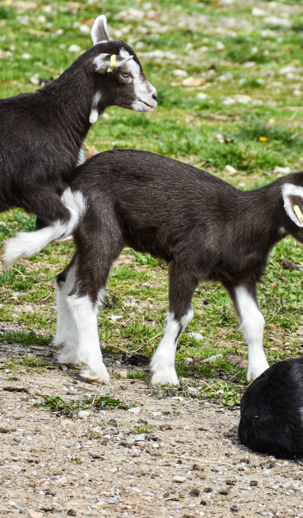 Три маленьких маленьких козленка на траве