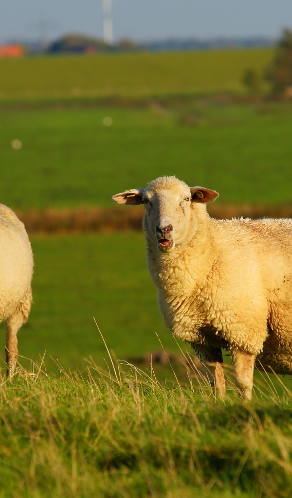 Две большие пушистые овцы на зеленой траве