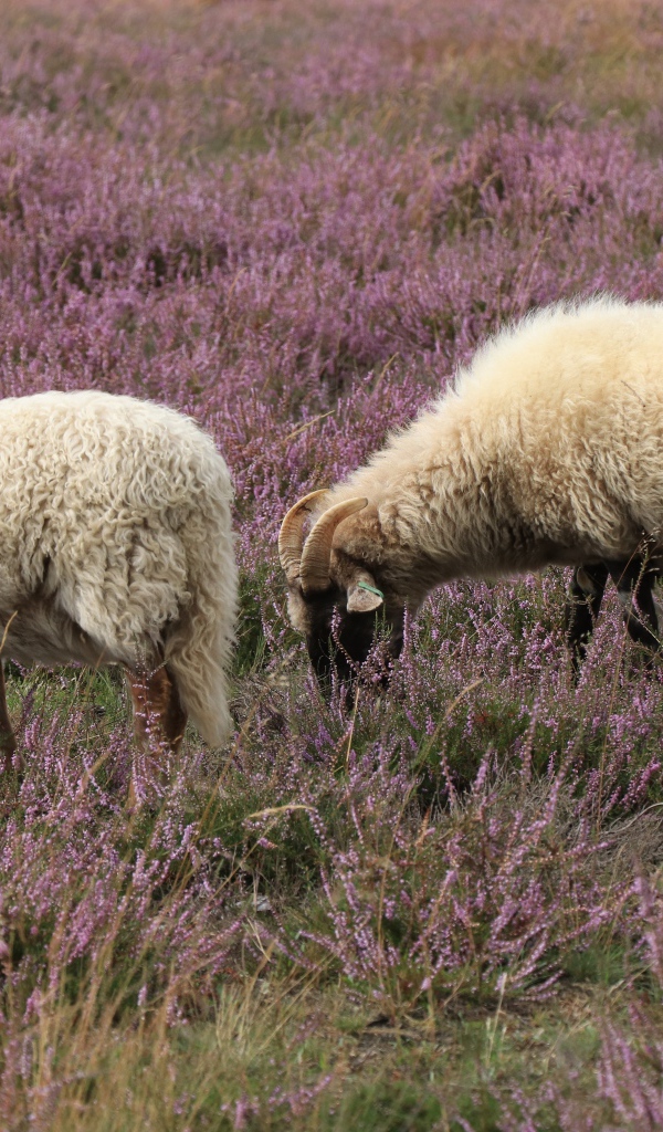 Две овцы на поле с розовыми цветами 