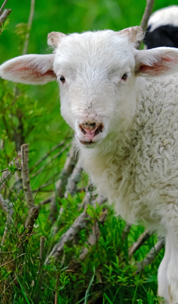 Белая овца пасется на зеленой траве 
