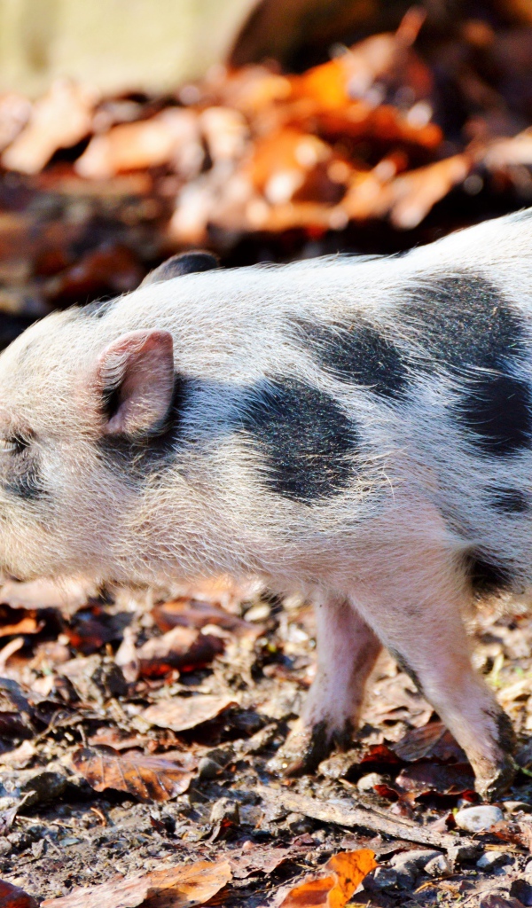 Маленький мини пиг гуляет в парке 