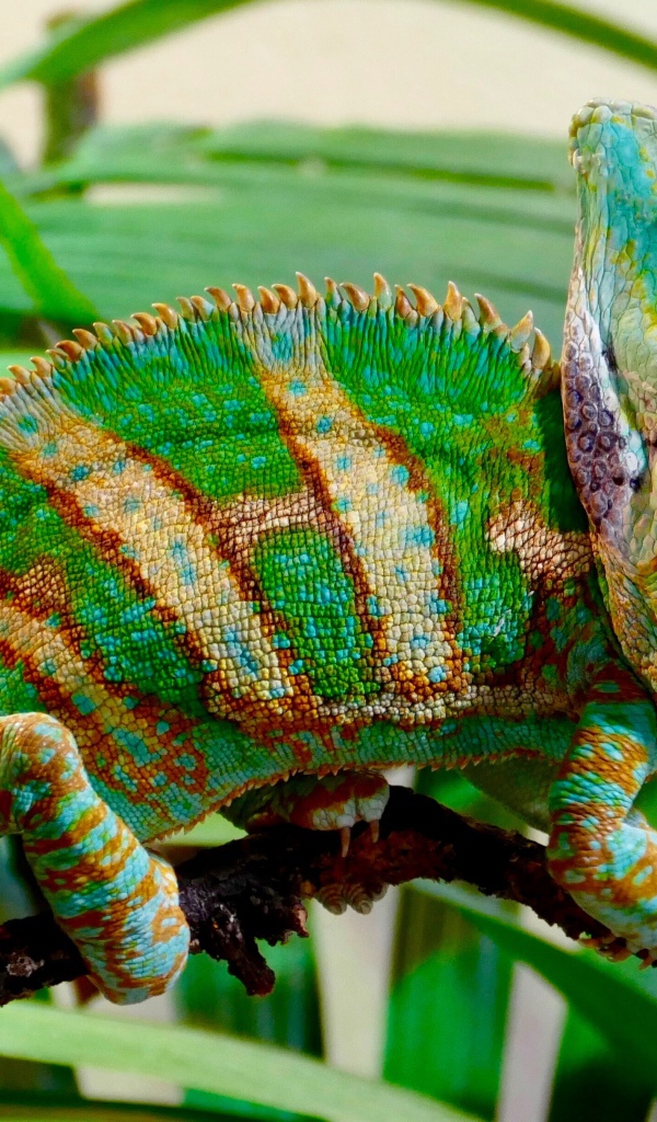 Красивый разноцветный хамелеон на ветке зеленого растения 