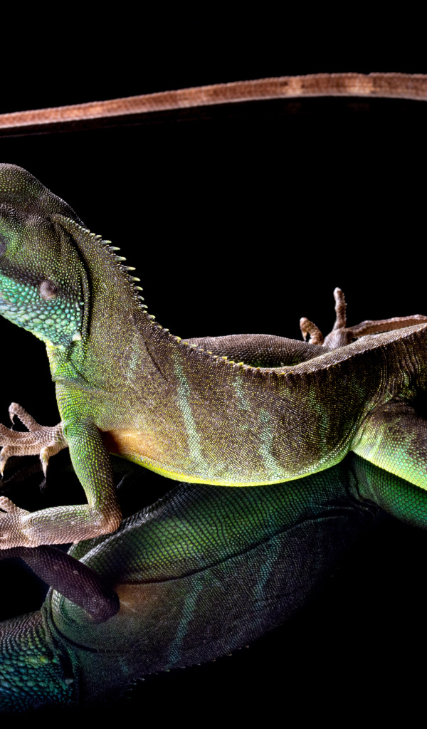 Красивая разноцветная ящерица на черном фоне 