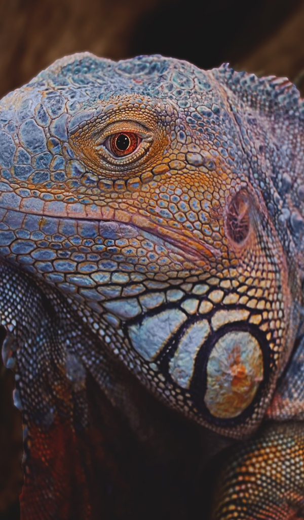 Большая голубая игуана крупным планом 