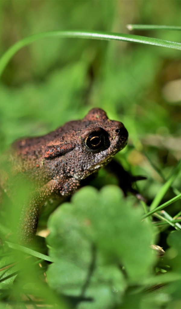 Большая лягушка сидит в зеленой траве