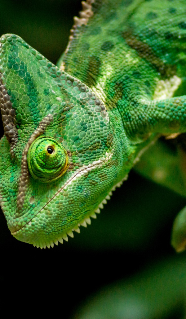 Большой зеленый хамелеон крупным планом