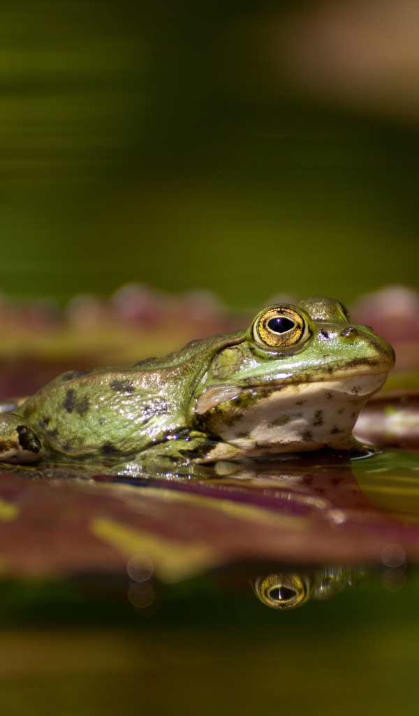 Большая зеленая лягушка на зеленом листе в воде