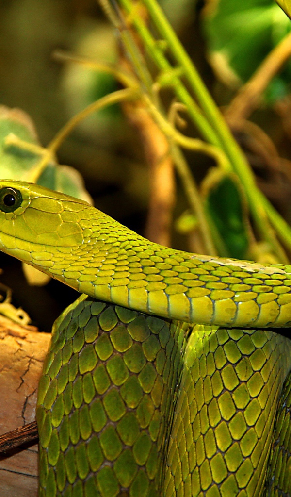 Большая зеленая змея в листьях 