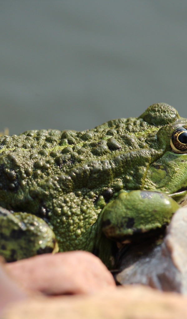 Большая зеленая жаба сидит на камне 