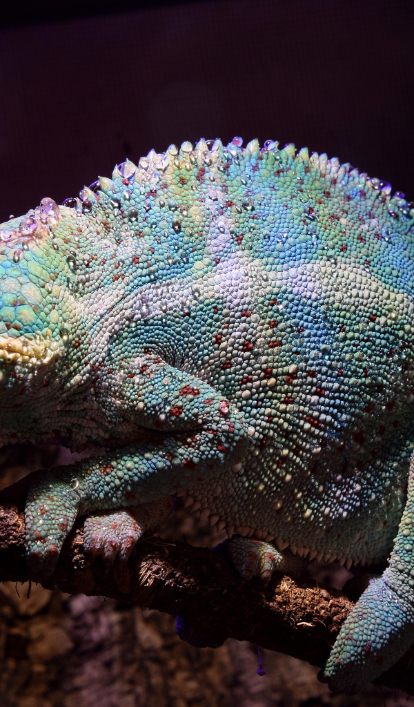 Голубой хамелеон сидит на ветке дерева 