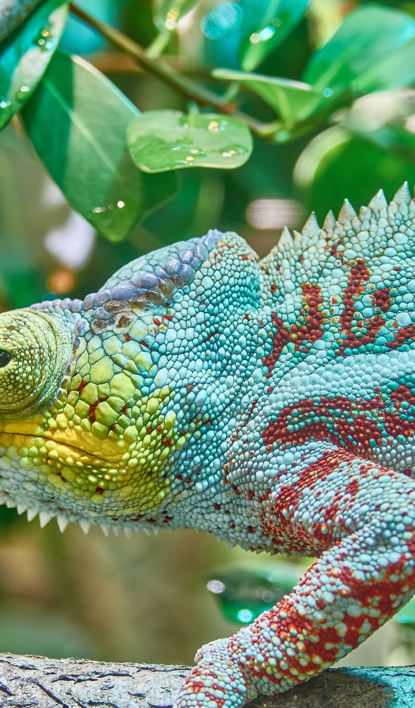 Голубая игуана сидит на ветке дерева