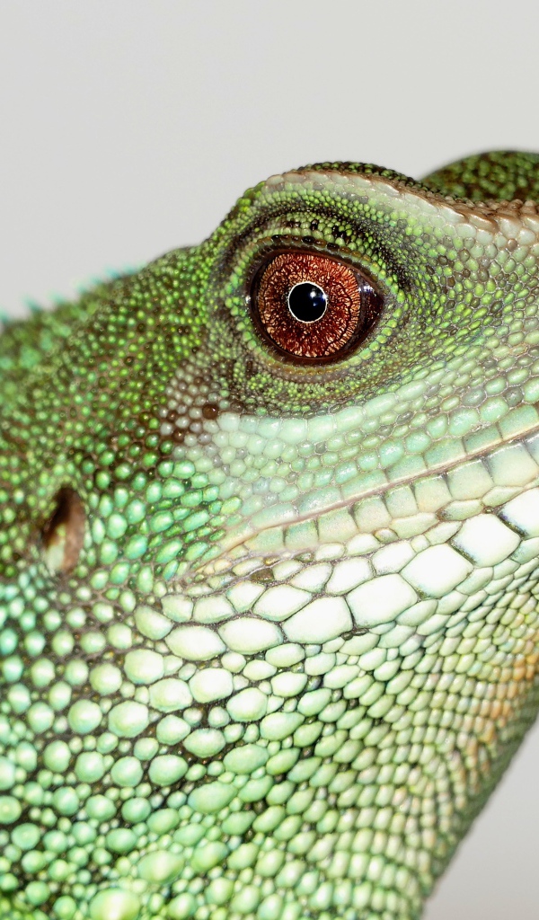 Китайский водный дракон на сером фоне