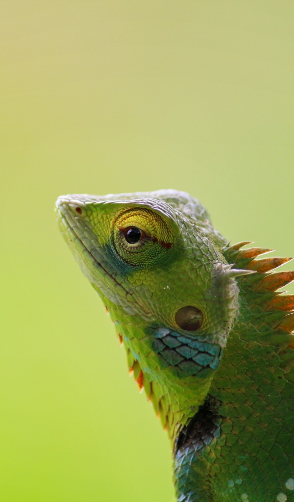 Зеленый хамелеон сливается с фоном