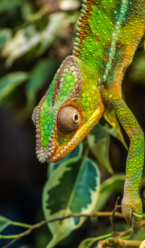 Зеленый хамелеон на ветке с зелеными листьями 
