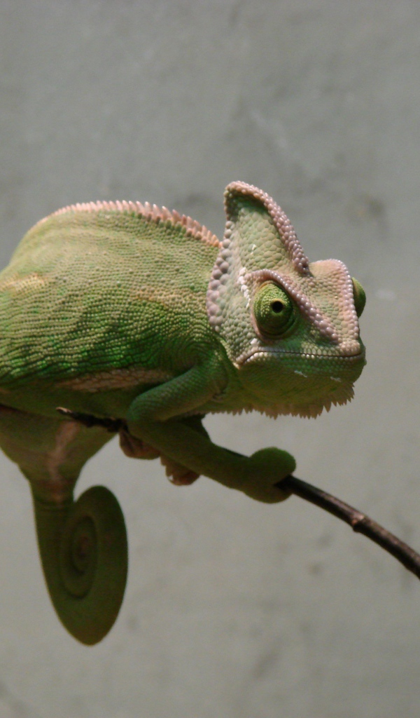 Green chameleon sits on a branch against the background of a gray wall