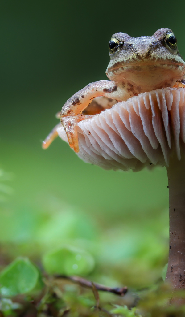 Зеленая лягушка сидит на грибе в лесу