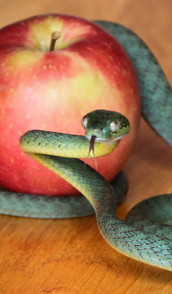 Зеленая змея с красным яблоком на столе 