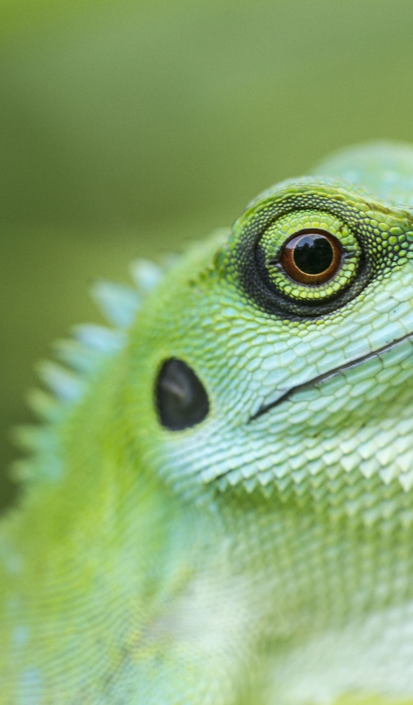 Голова зеленой хохлатой ящерицы крупным планом 