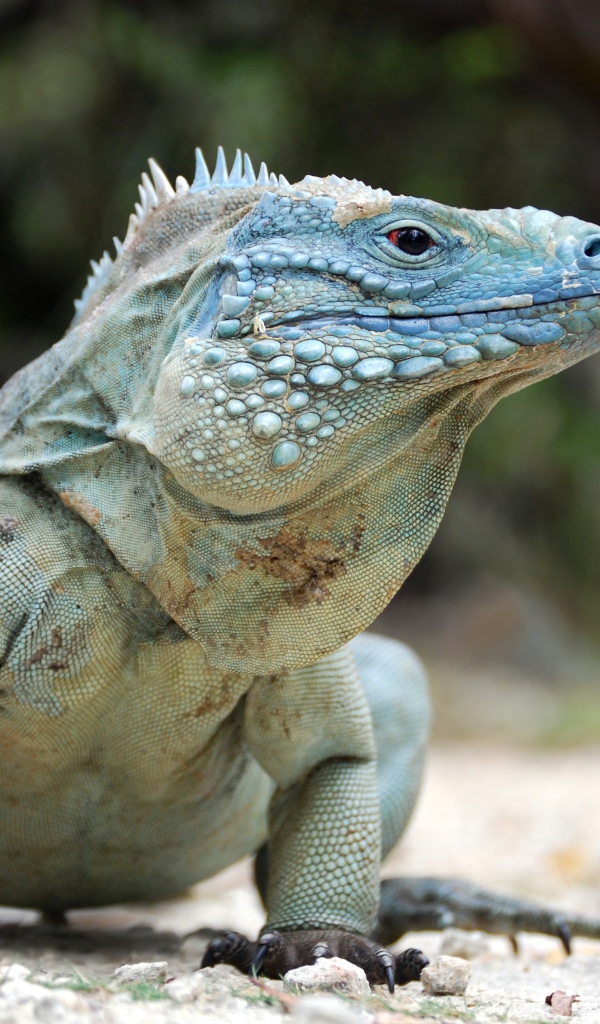 Large blue iguana walking on the ground
