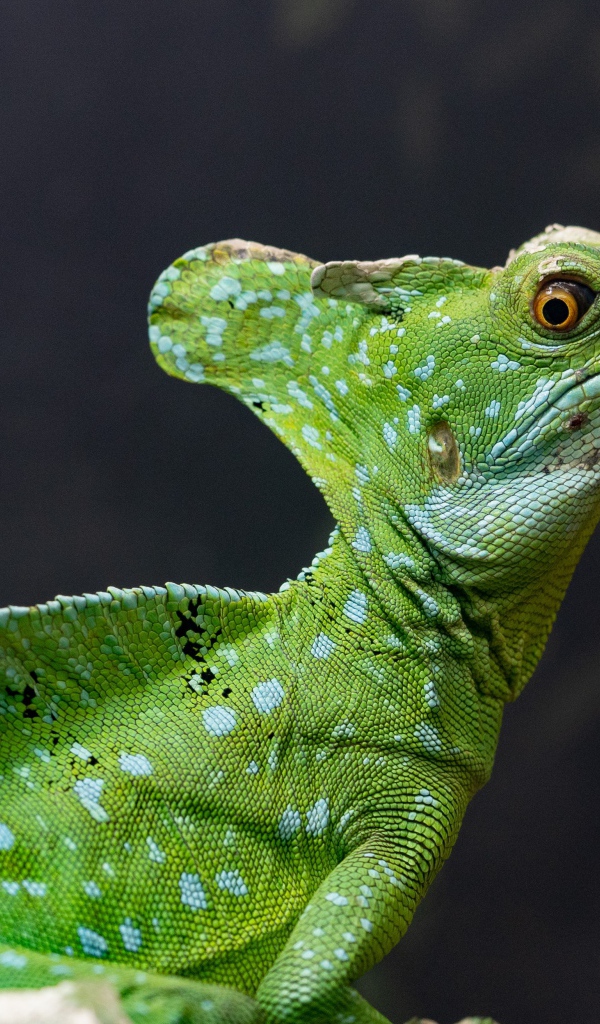 Большой зеленый василиск на сером фоне