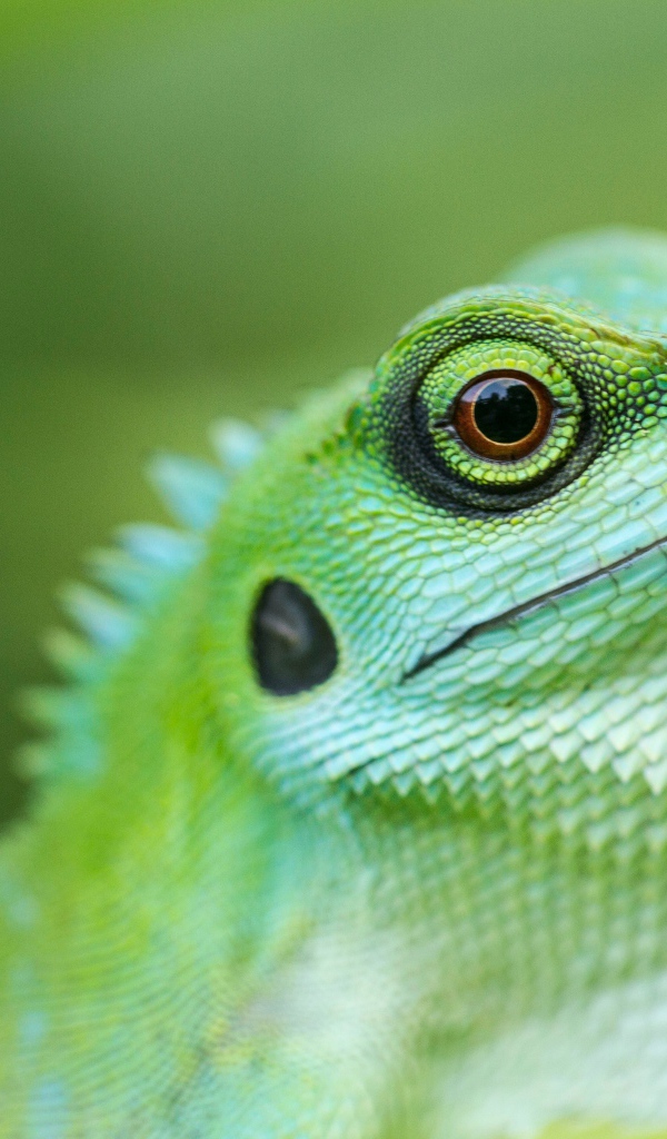 Большая зеленая ящерица крупным планом