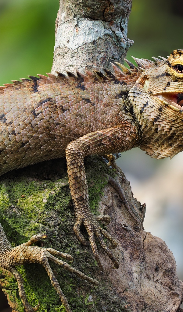 Большая игуана с открытым ртом сидит на дереве 