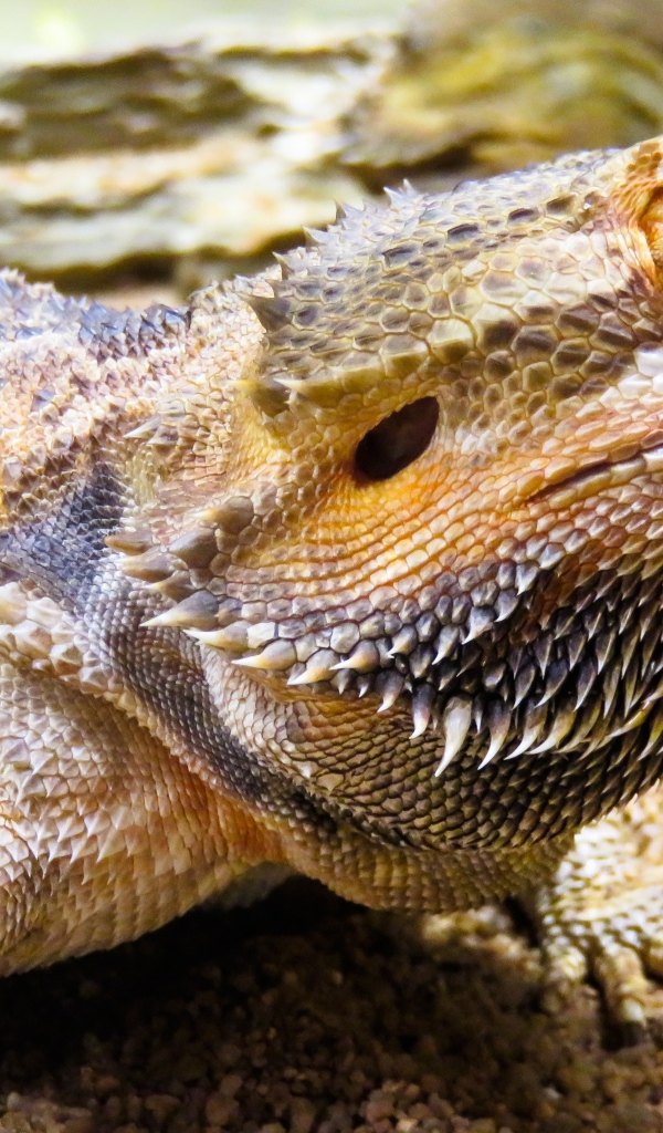 Большая колючая игуана крупным планом