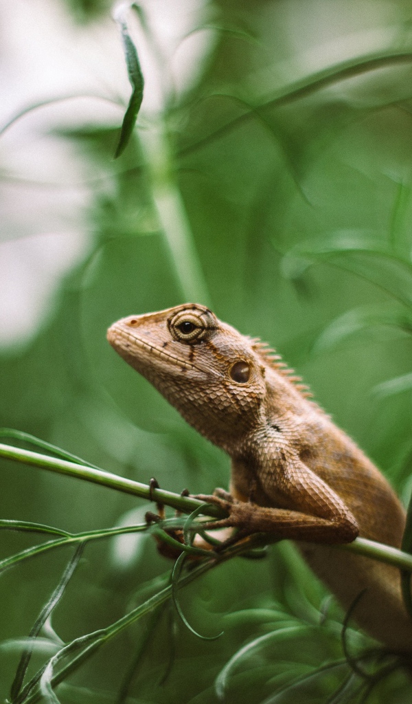 Маленькая ящерица сидит в зеленой траве