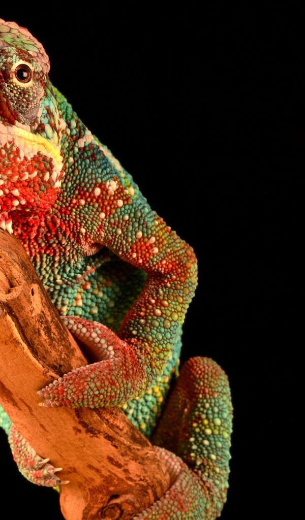 Multi-colored chameleon on a branch on a black background