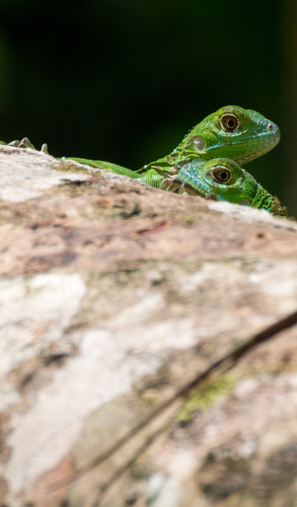 Две зеленых ящерицы на дереве