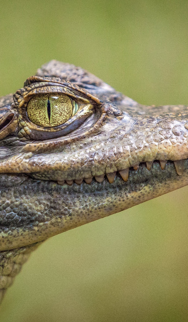 Молодой аллигатор с острыми зубами крупным планом