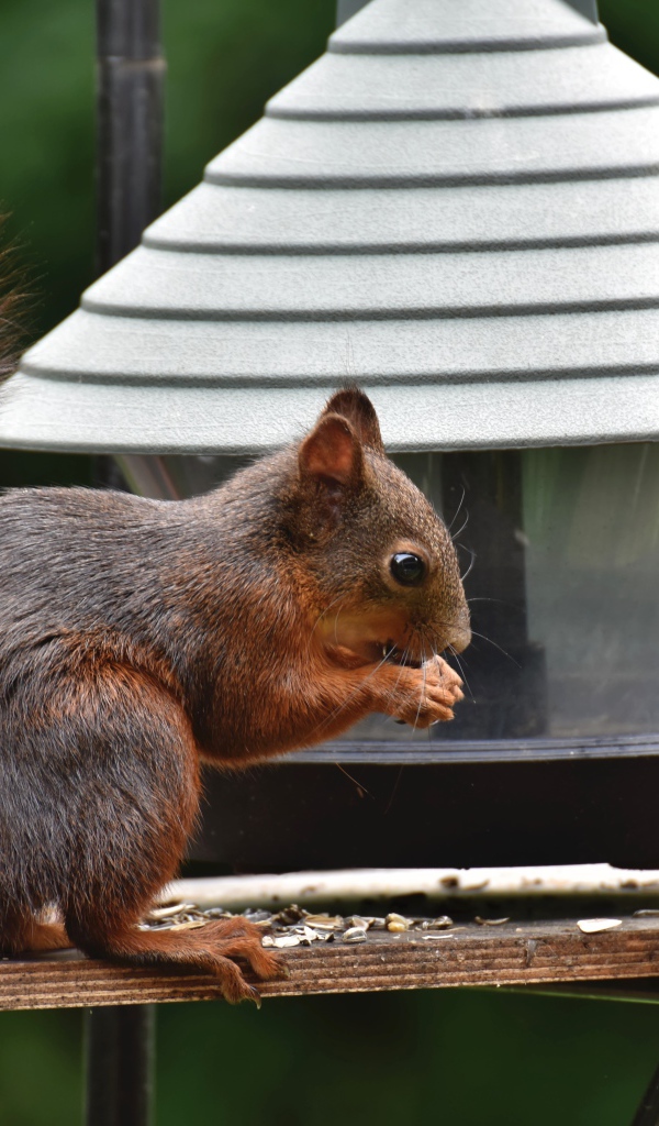 Большая рыжая белка грызет корм в кормушке 