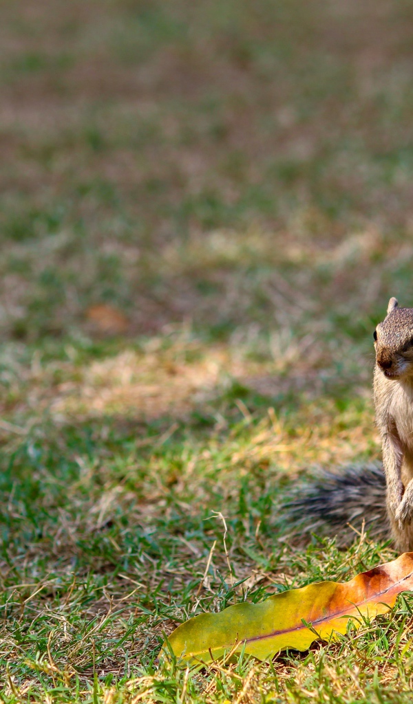 Бурундук сидит на зеленой траве 
