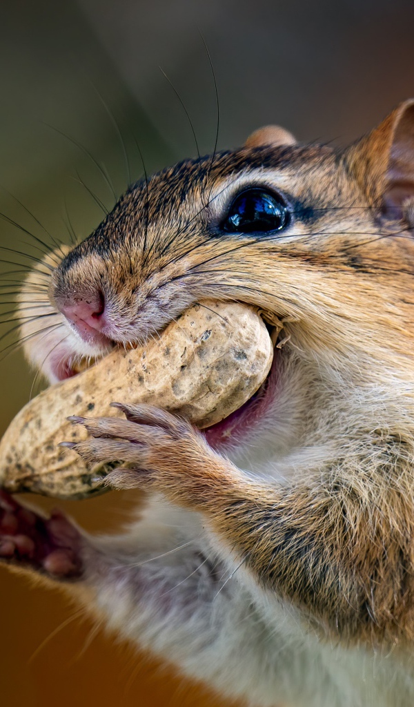 Бурундук с орехом  во рту 