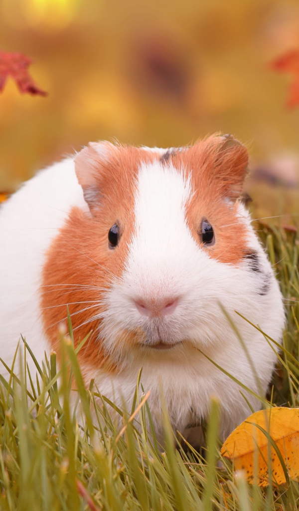 Смешная морская свинка сидит в траве с листвой