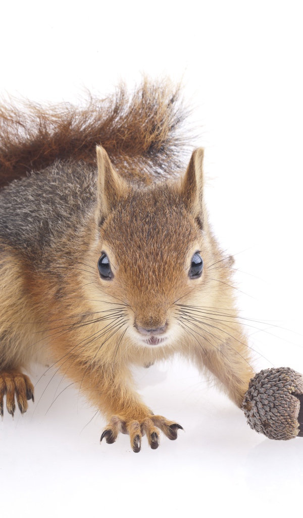 Забавная белка с желудем на белом фоне 