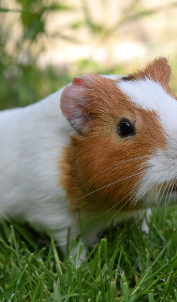 Морская свинка грызет зеленую траву