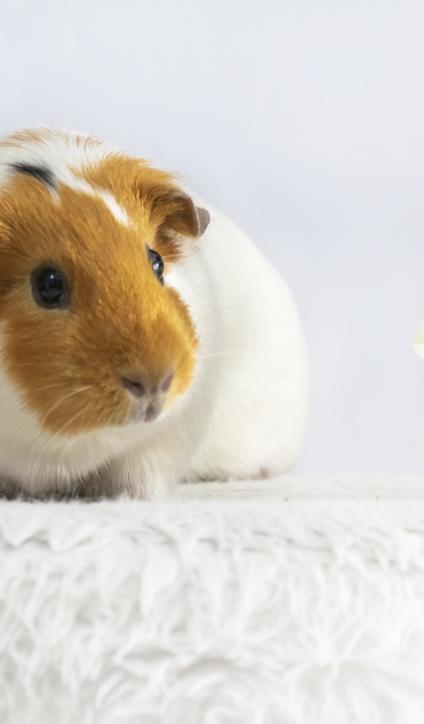 Морская свинка с белым цветком орхидеи