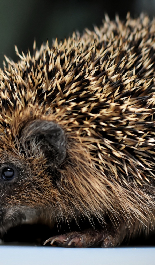 Большой старый колючий еж с длинными иголками