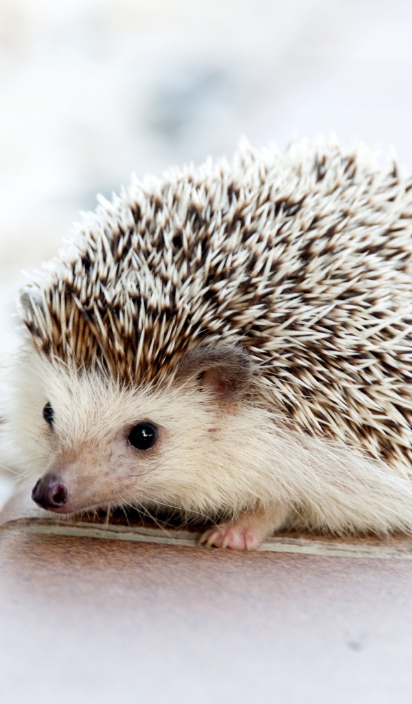 Большой колючий ежик с черными глазами 