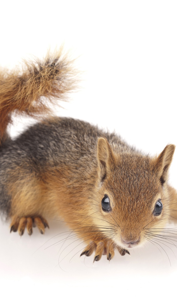 Little cute red squirrel on a white background